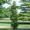 Amberboom (Liquidambar styraciflua 'Slender Silhouette')