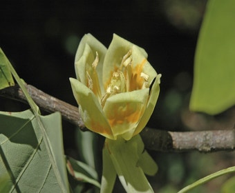 Tulpenboom als leiboom (Liriodendron tulipifera)