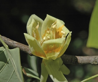Tulpenboom als leiboom (Liriodendron tulipifera)
