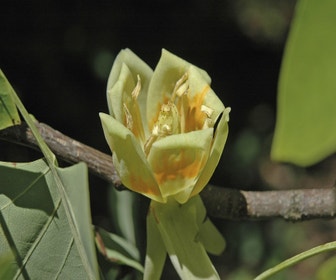Tulpenboom als dakboom (Liriodendron tulipifera)