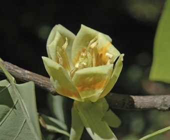 Tulpenboom als dakboom (Liriodendron tulipifera)