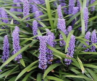 Leliegras (Liriope muscari 'Moneymaker')