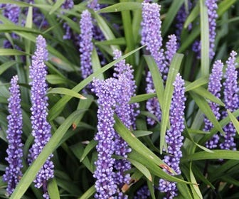 Leliegras (Liriope muscari 'Moneymaker')