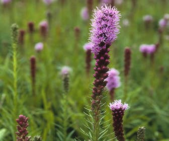 Lampenpoetser (Liatris spicata)