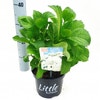 Kleinblijvende Hortensia (Hydrangea macr. 'Little White'®)