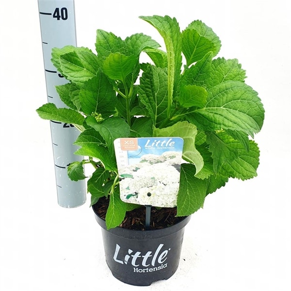 Kleinblijvende Hortensia (Hydrangea macr. 'Little White'®)