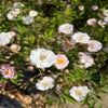 Ramblerroos (Rosa 'Little Rambler') (BIO)