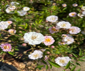 Ramblerroos (Rosa 'Little Rambler') (BIO)