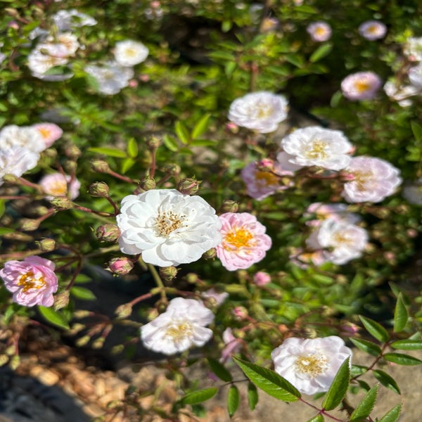 Ramblerroos (Rosa 'Little Rambler') (BIO)