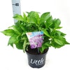 Kleinblijvende Hortensia (Hydrangea macr. 'Little Purple®)