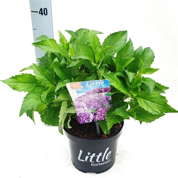 Kleinblijvende Hortensia (Hydrangea macr. 'Little Purple®)