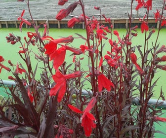 Tuinlobelia/rode lobelia (Lobelia fulgens 'Queen Victoria') BIO