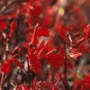 Tuinlobelia/rode lobelia (Lobelia fulgens 'Queen Victoria')