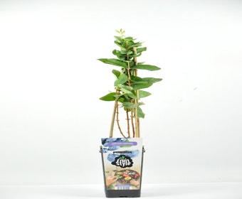 Blauwe honingbes (Lonicera caerulea 'Kamtschatica') 