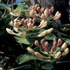 Kamperfoelie (Lonicera caprifolium)