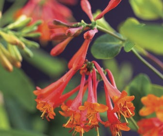 Kamperfoelie (Lonicera brownii 'Dropmore Scarlet')