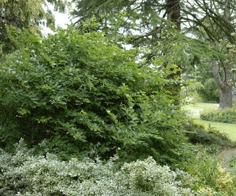 Winterkamperfoelie (Lonicera fragrantissima)