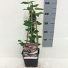 Kamperfoelie (Lonicera periclymenum 'Belgica Select')