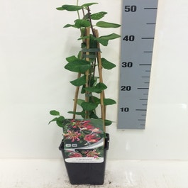 philodendron billietiae variegata ableger Philodendron billietiae variegated – Carnivero main image 1