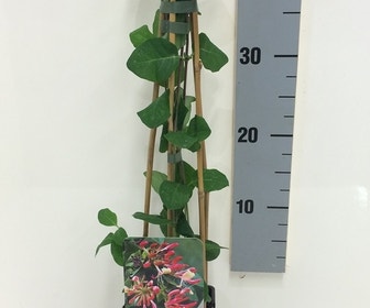 Kamperfoelie (Lonicera periclymenum 'Belgica Select')