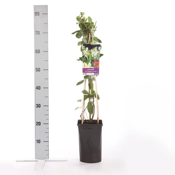 Kamperfoelie (Lonicera periclymenum 'Belgica Select') 60/80 cm