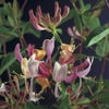 Kamperfoelie (Lonicera periclymenum 'Serotina')
