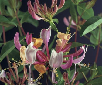 Kamperfoelie (Lonicera periclymenum 'Serotina')