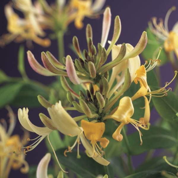 blad bubbel Productief Kamperfoelie (Lonicera periclymenum) | Directplant