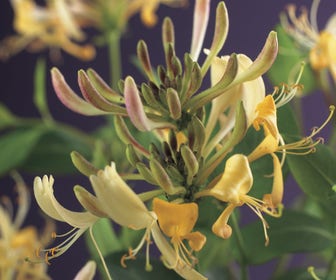 Kamperfoelie (Lonicera periclymenum)