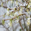 Struikkamperfoelie (Lonicera purpusii 'Winter Beauty')