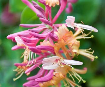 Kamperfoelie (Lonicera heckrottii )