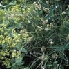 Veldbies (Luzula nivea) Bio