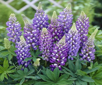 Lupine (Lupinus 'Gallery Blue')