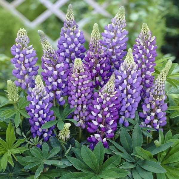Lupine (Lupinus 'Gallery Blue')