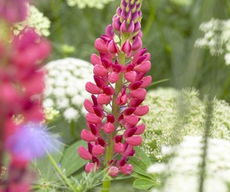 Lupine (Lupinus 'The Pages')