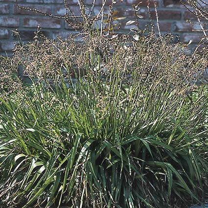 Luzula sylvatica