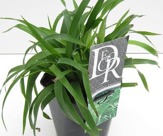 Grote veldbies (Luzula sylvatica)