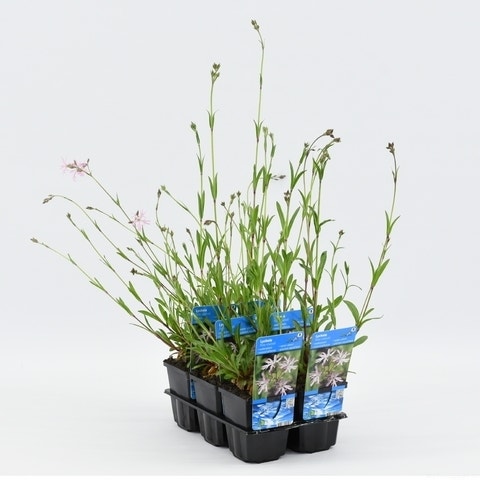 Koekoeksbloem (Lychnis flos-cuculi)