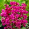 Koekoeksbloem (Lychnis viscaria 'Splendens')