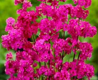 Koekoeksbloem (Lychnis viscaria 'Splendens')