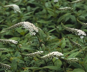 Wederik (Lysimachia clethroides)