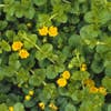Penningkruid (Lysimachia nummularia)