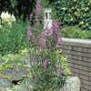 Kattestaart (Lythrum salicaria)