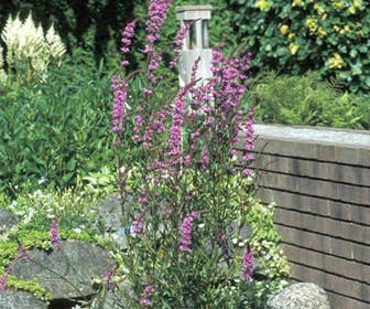 Kattestaart (Lythrum salicaria)