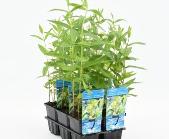 Moeraswederik (Lysimachia thyrsiflora)