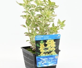 Bont moeras (Lysimachia 'Variegata')