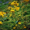 Wederik (Lysimachia vulgaris)