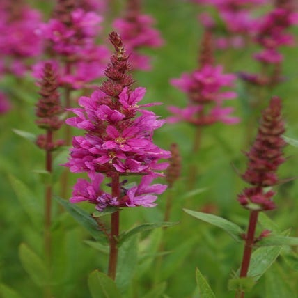 Kattestaart (Lythrum salicaria 'Robert')