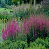 Kattestaart (Lythrum salicaria 'Morden Pink')