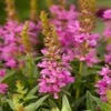Kattestaart (Lythrum salicaria 'Robin')